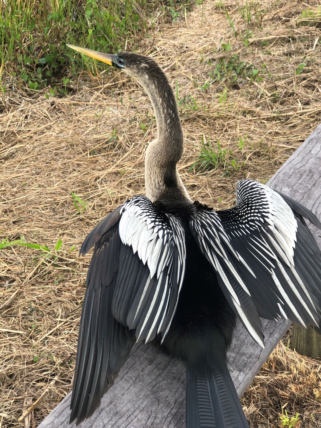 A young female anhinga - photographed on his trolley trip to Everglades National Park.